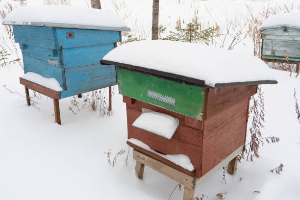 Bee hives in an apiary on a winter day.