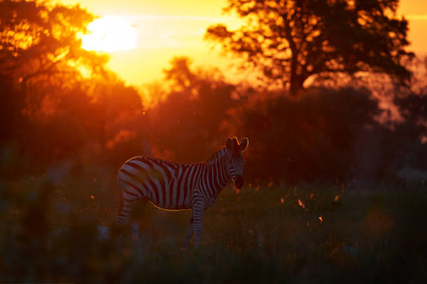 istock Sunset - Okavango delta. Zebra forest. Zebra yellow golden grass. Burchell's zebra, Equus quagga burchellii, Moremi Botswana, Africa. Wild animal on orenge forest meadow. Wildlife nature. 2195323317