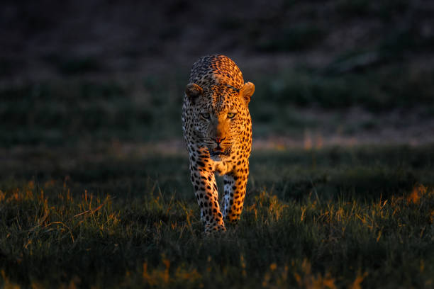 Leopard sunset, face walk. Leopard, Panthera pardus shortidgei, nature habitat, big wild cat in the nature habitat, sunny day on the savannah, Okavango delta Botswana. Wildlife nature. Africa wildlife puesta de sol de leopardo, paseo de cara. leopardo, panthera pardus shortidgei, hábitat natural, gran felino salvaje en el hábitat natural, día soleado en la sabana, delta del okavango botswana. vida silvestre, naturaleza. vida silvestre de África