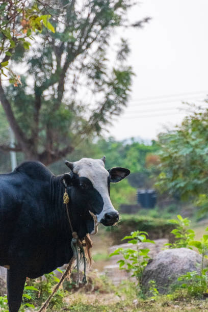 istock Cow near Butiama 2195324189