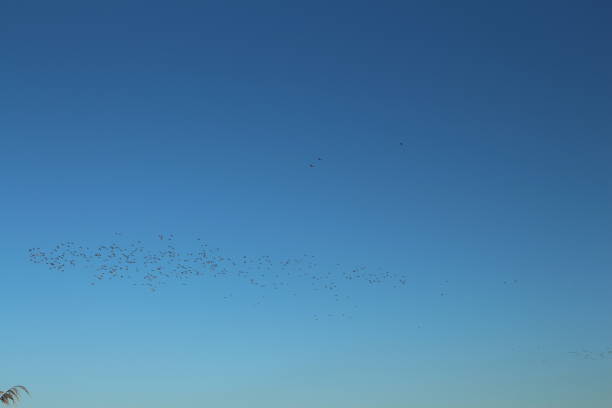 A group of birds flying in the sky. Sky. Outdoor. Day