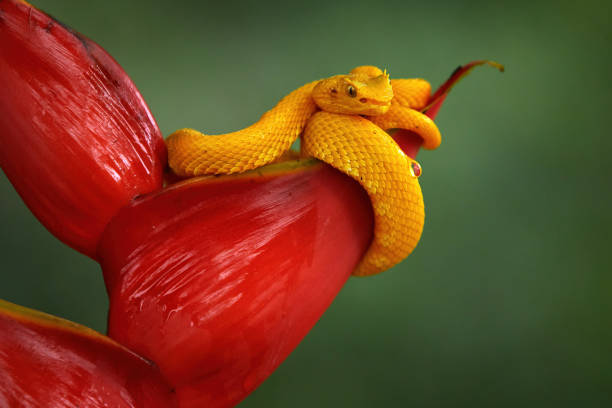 Snake from Ecuador. Bothriechis schlegeli, Yellow Eyelash Palm Pitviper, on the red wild flower. Wildlife scene from tropic forest. Bloom with snake. Wildlife Poison danger viper from nature.