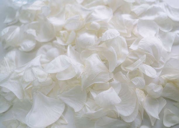 istock white petals of ranunculus Close-Up 2195326852