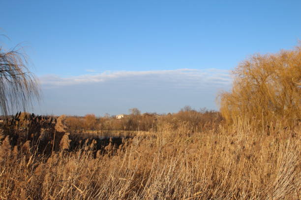 A grassy field with trees in the background. Outdoor. Grass. Sky. Tree. Field