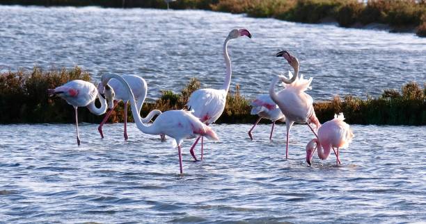 Flamingos in the Ria Formosa Natural Park