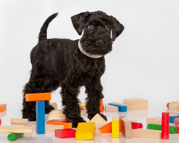 istock Kerry Blue terrier puppy playing with blocks 2195328427