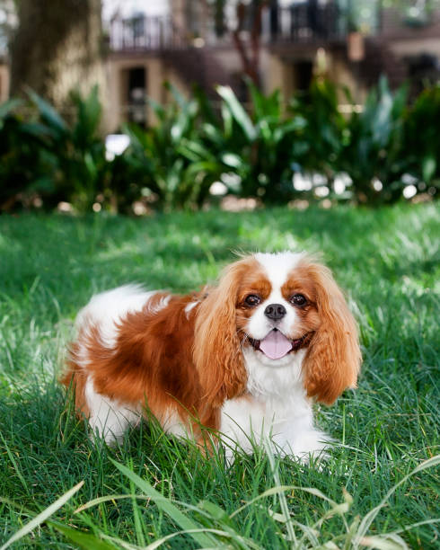 istock King Charles cavalier spaniel playful in grass 2195328483