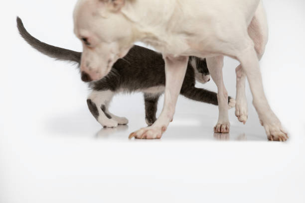 istock kitten and dog playing on white background 2195328704