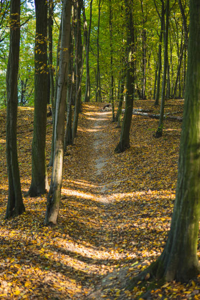 Ground path through a forest full of leaves on the ground during sunny day in autumn