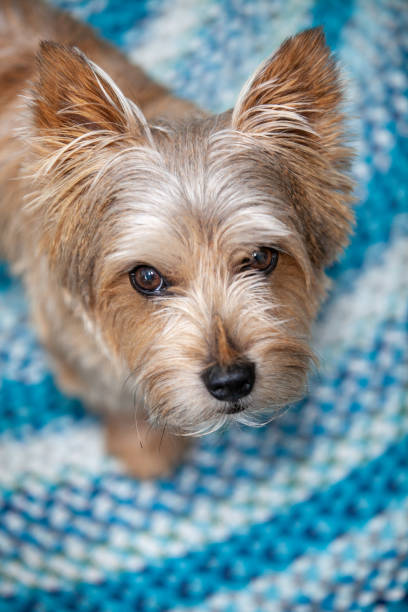 istock looking down on sweet face of Norwich Terrier 2195329059