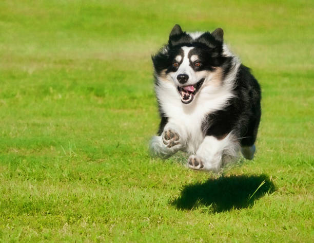 istock minature Australian Shepherd flying through the air 2195329240