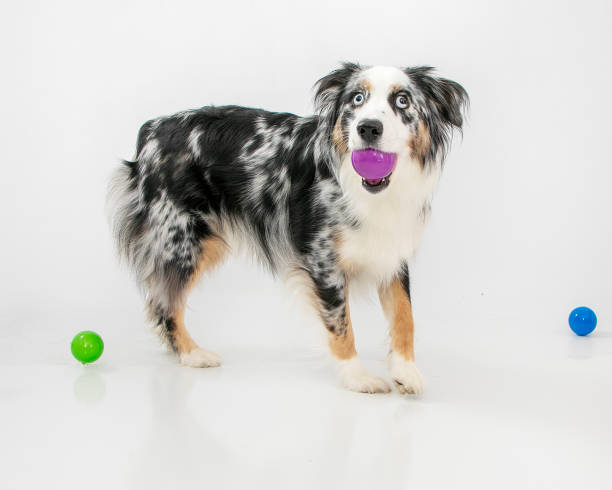 istock mini aussie with purple ball in mouth 2195329282