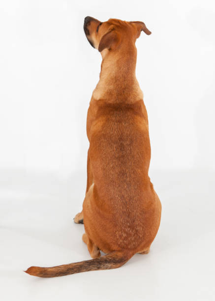 istock mix breed dog on isolated high key white background facing backwards 2195329391