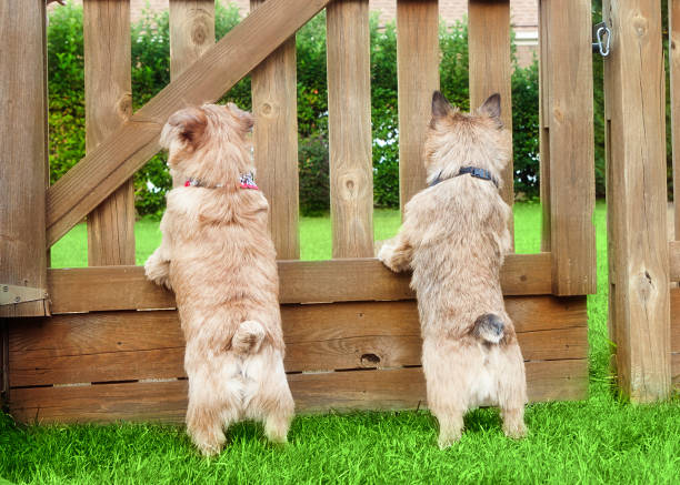 norwich terrier and norfolk terrier with cropped tail; standing up on wooden fence; both looking through slats in fence