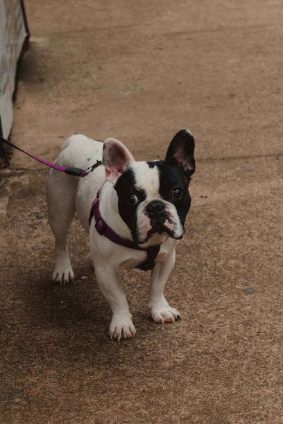 istock black and white french bulldog profile 2195329482