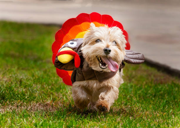 istock Norwich Terrier running in turkey costume 2195329493