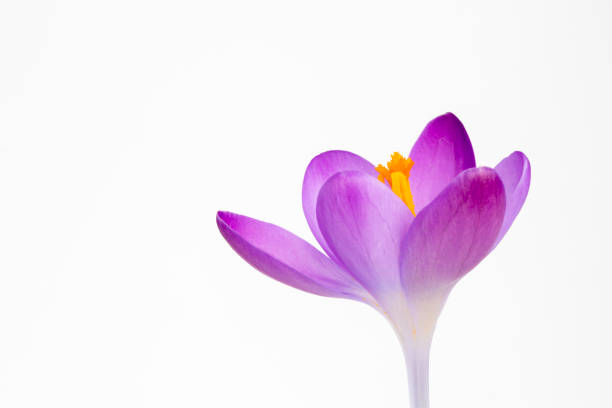 Closeup image of a Crocus tommasinianus against a white background