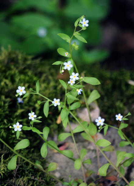 istock Memoremea scorpioides, omphalodes scorpioides grows in the wild in the forest 2195330300