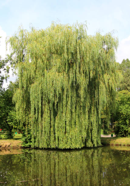 istock The weeping willow tree (Salix babylonica) adorns parks, squares, and ponds. 2195330304