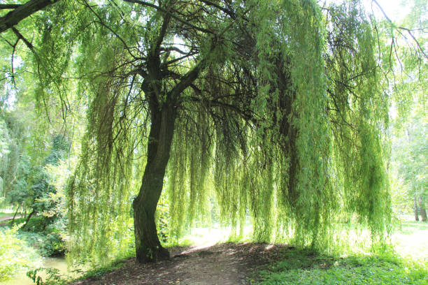 The weeping willow tree (Salix babylonica) is used in landscape design