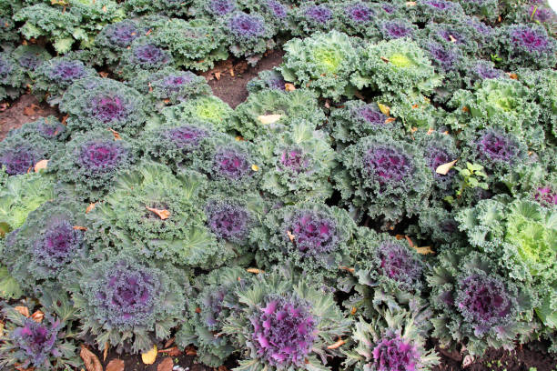 istock Ornamental cabbage is used for landscaping 2195330763