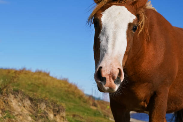 istock A curious brown horse with a white blaze explores grassy terrain under a clear blue sky on a sunny day 2195330780