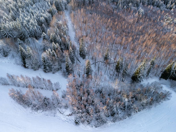 istock Aerial drone view of small forest in mountains 2195331366