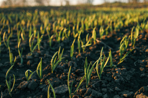 istock Young green sprouts emerging from freshly tilled soil at sunrise, symbolizing growth, new beginnings, and agricultural efforts. Captured in a rural farmland setting 2195332911