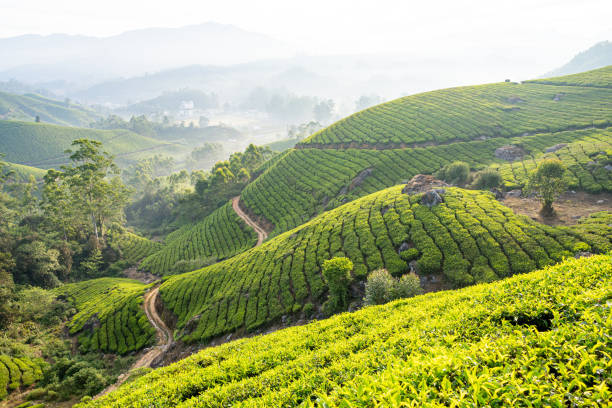 istock Panoramic view over Munnar tea plantations at sunrise in Kerala, India 2195333739