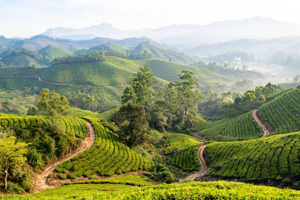 istock Panoramic view over Munnar tea plantations at sunrise in Kerala, India 2195333802