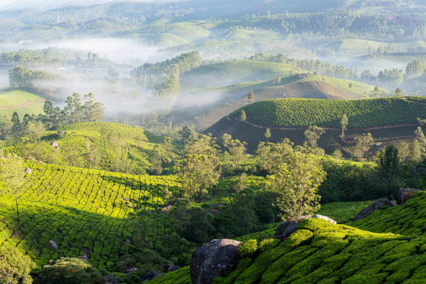 istock Panoramic view over Munnar tea plantations at sunrise in Kerala, India 2195333881