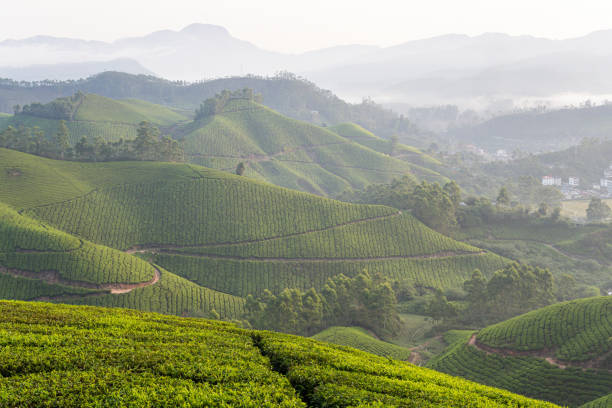 istock Panoramic view over Munnar tea plantations at sunrise in Kerala, India 2195334325