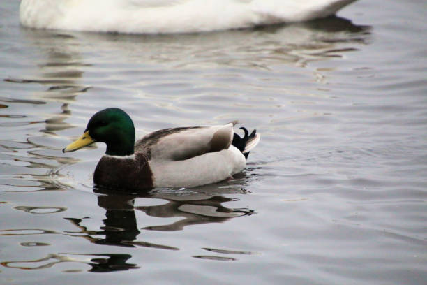 A view of a Mallard Duck at Martin Mere Nature Reserve