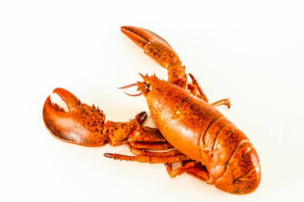 istock A large lobster is shown on a white background 2195335643