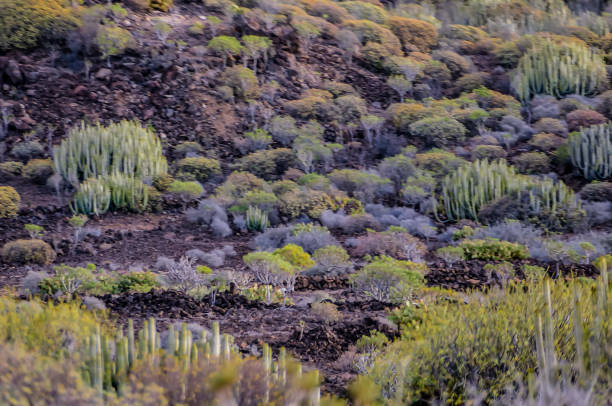 A rocky hillside with a variety of plants including cacti. The plants are mostly green and brown, with some yellow and red flowers. The hillside is covered in small rocks