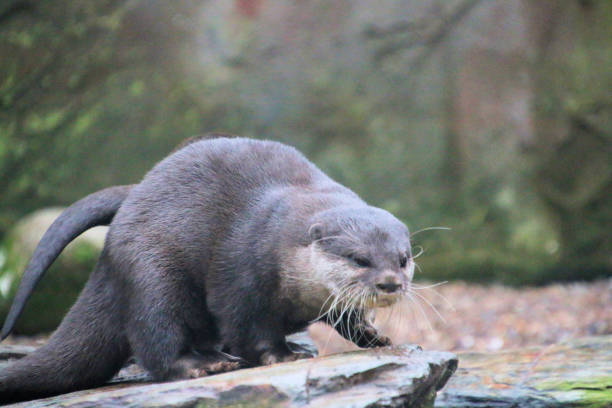 istock A view of an Otter 2195336996
