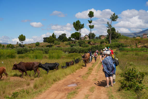 Ambositra, Madagascar - 28 April, 2024 - Father and his children drive a herd of cows on the pasture while tourist are looking at them. Rural landscape on sunny day. Rice fields, village in distance against blue sky.