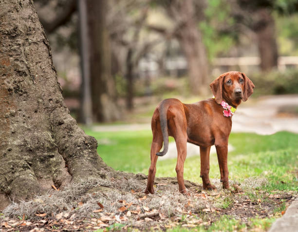 redbone coonhound standing in park redbone coon hound standing in park looking behind; pink collar; standing in moss at base of tree Redbone Coonhound stock pictures, royalty-free photos & images