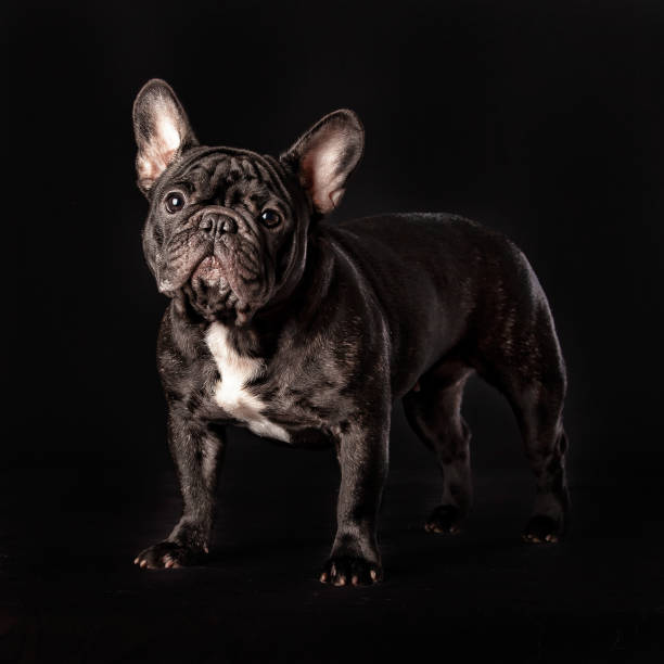 istock regal French bulldog on black studio background 2195337688