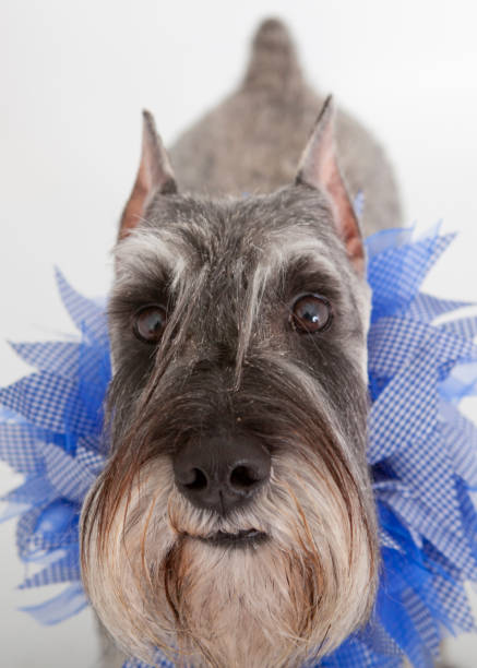 standard schnauzer looking up at camera wearing blue fabric decor around neck, looking curious