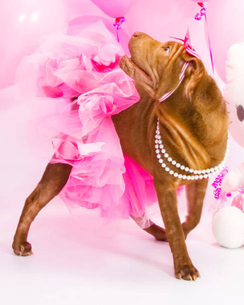 The Dogue de Bordeaux, Bordeaux Mastiff, French Mastiff or Bordeauxdog is a large French mastiff breed. A typical brachycephalic mastiff breed, the Bordeaux is a very powerful dog, with a very muscular body.