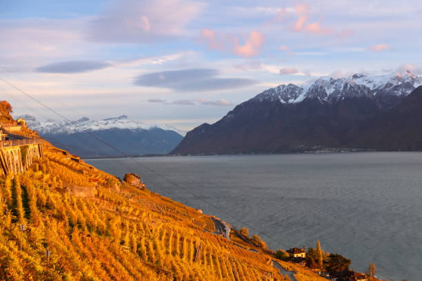Drone aerial view of The famous Lavaux vineyard by lake Geneva near Vevey in Switzerland .View over Lake Geneva, Swiss and French Alps, Vevey and city scenery scape switzerland