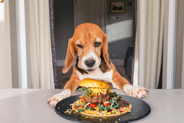 istock happy beagle dog looking at big burger 2195340690