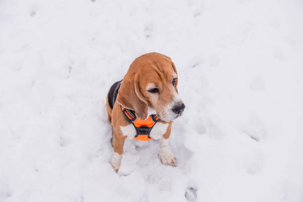 cute beagle dog sitting in snow in winter