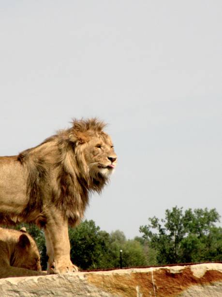 istock Hamilton & Cambridge, Ontario, Lions 2195341177