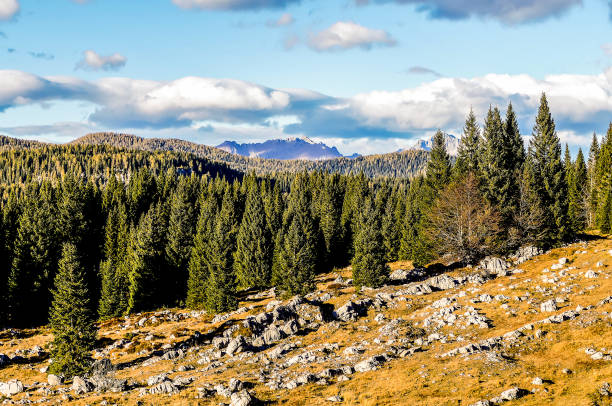 istock A forest with a mountain in the background 2195342192
