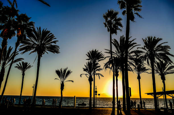 istock A beautiful sunset over the ocean with palm trees in the background 2195342259