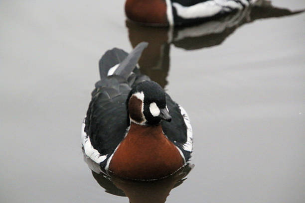istock A view of a Red Breasted Goose 2195342748