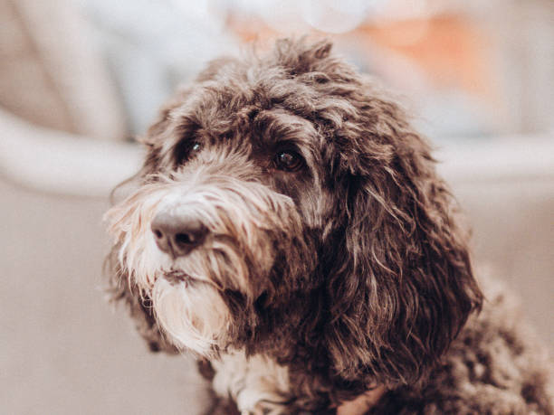 istock Happy Smiling black and White Dog Portrait 2195342946