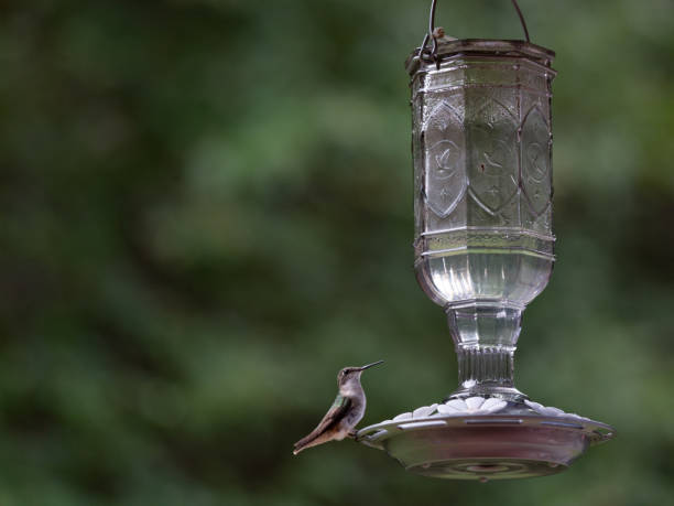 istock Hummingbird at Birdfeeder and Green Nature Background 2195344849